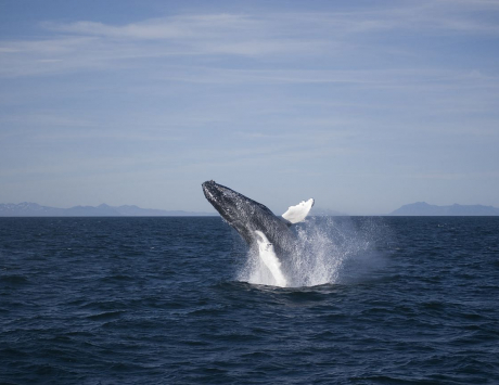 Média réf. 3387 (4/4): Croisière à la recherche des baleines