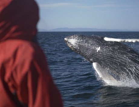 Média réf. 3389 (2/4): Croisière à la recherche des baleines