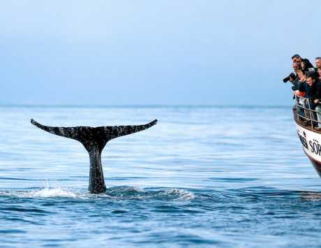 Média réf. 3466 (1/3): Croisière d’observation de baleines à Husavik