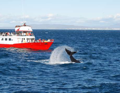 Geyser et Baleines