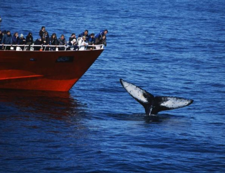 Croisière à la recherche des baleines
