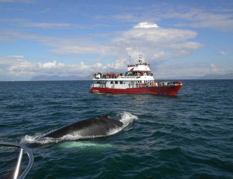 Média réf. 3388 (3/4): Croisière à la recherche des baleines