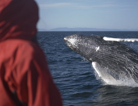Média réf. 3389 (2/4): Croisière à la recherche des baleines