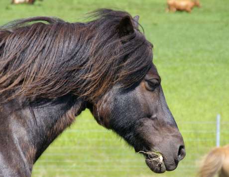 Demi-journée à cheval à Hveragerdi