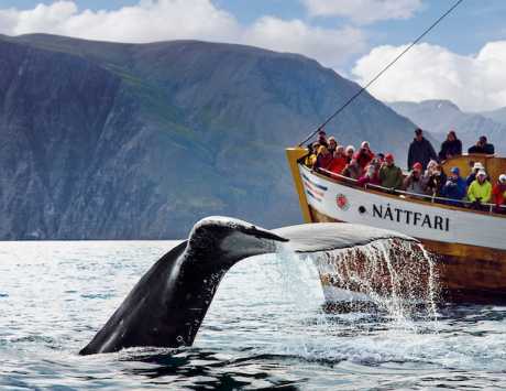 Média réf. 3467 (3/3): Croisière d’observation de baleines à Husavik