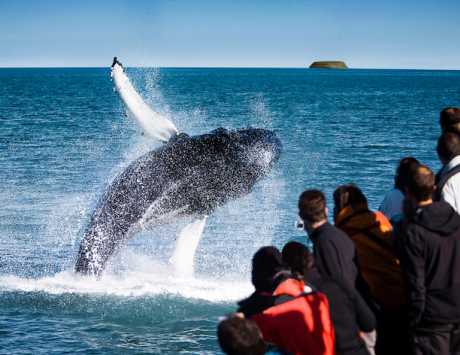 Média réf. 3468 (2/3): Croisière d’observation de baleines à Husavik