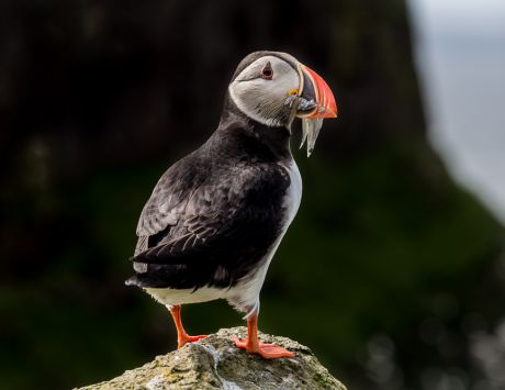 Le Paradis des oiseaux