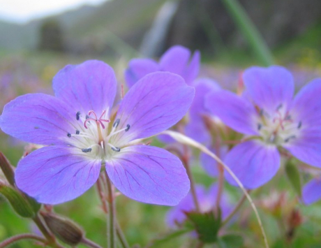 Média réf. 3510 (3/5): Randonnée dans la réserve naturelle de Hornstrandir