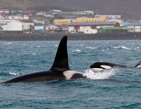 Croisière à la recherche des orques dans le Breidafjördur au départ de Olafsvik